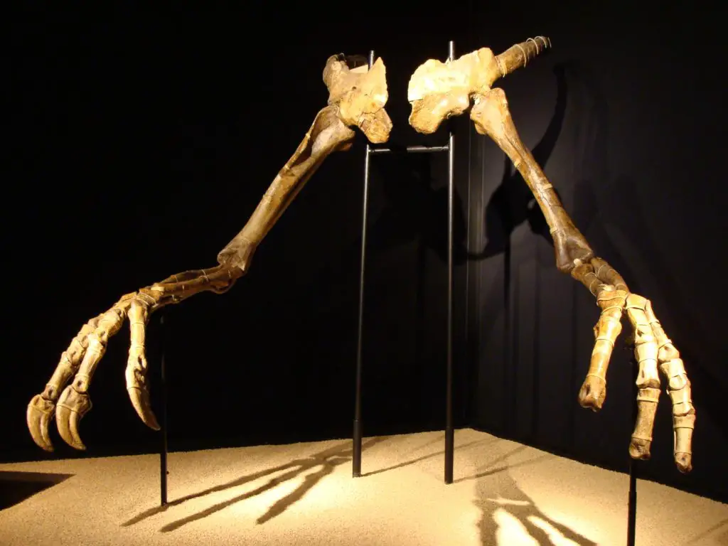 Deinocheirus Arme