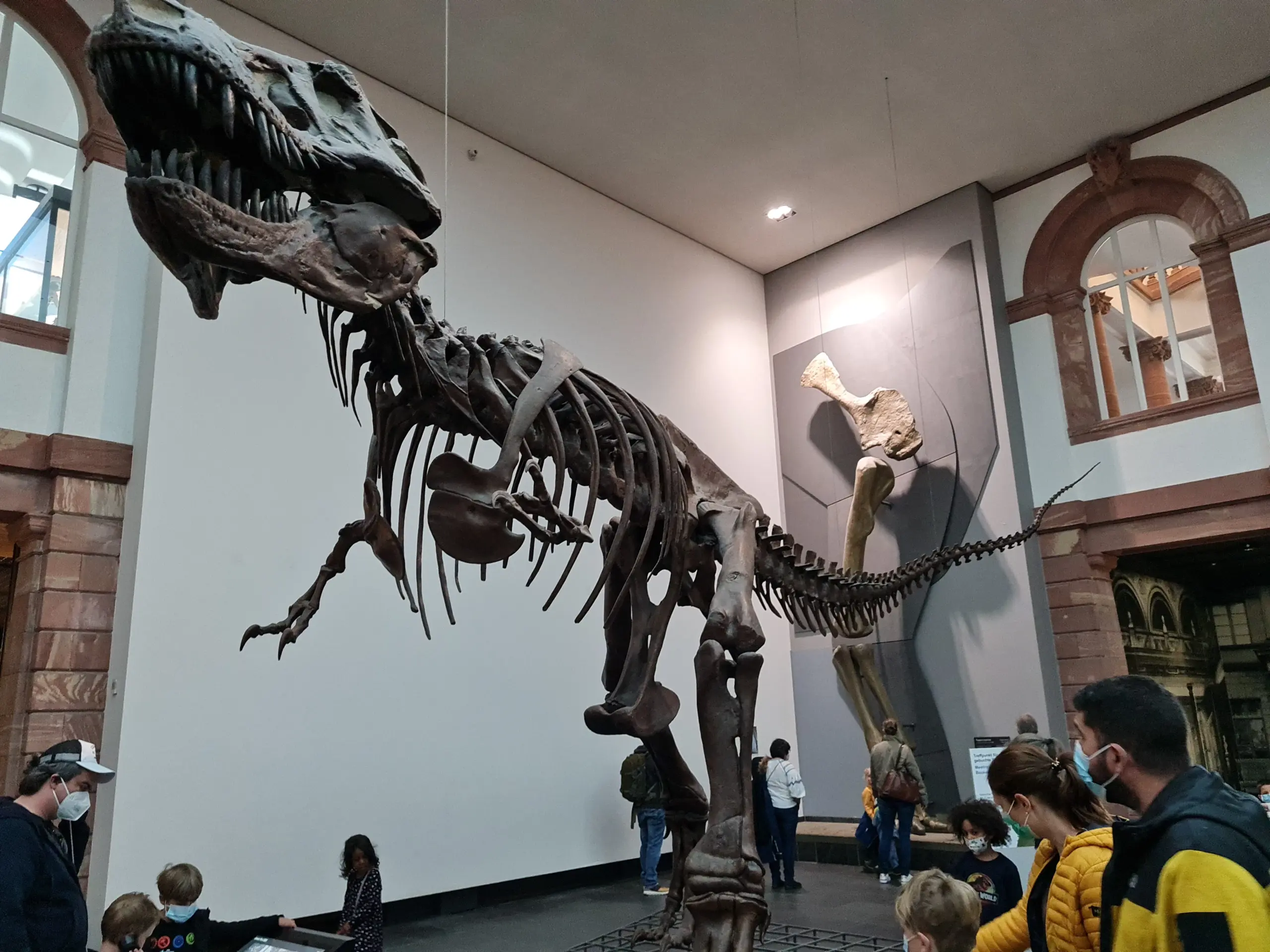 T-Rex im Senckenbergmuseun