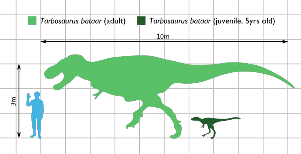Tarbosaurus Größenvergleich