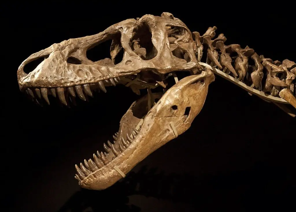 Tarbosaurus Schädel