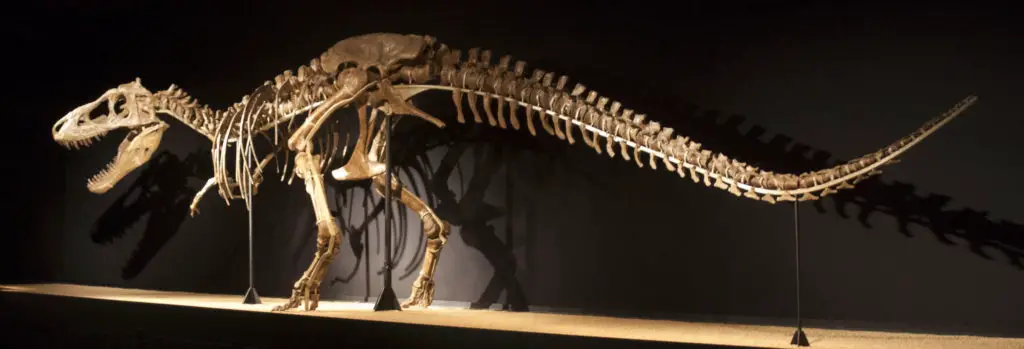 Tarbosaurus Baatar Skelett
