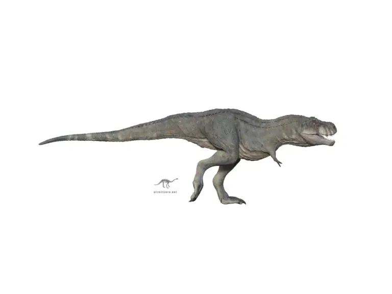 Tyrannosaurus rex im Seitenprofil auf weißem Hintergrund.