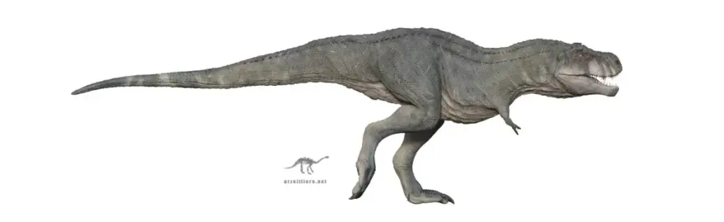 Tyrannosaurus rex _ T-rex