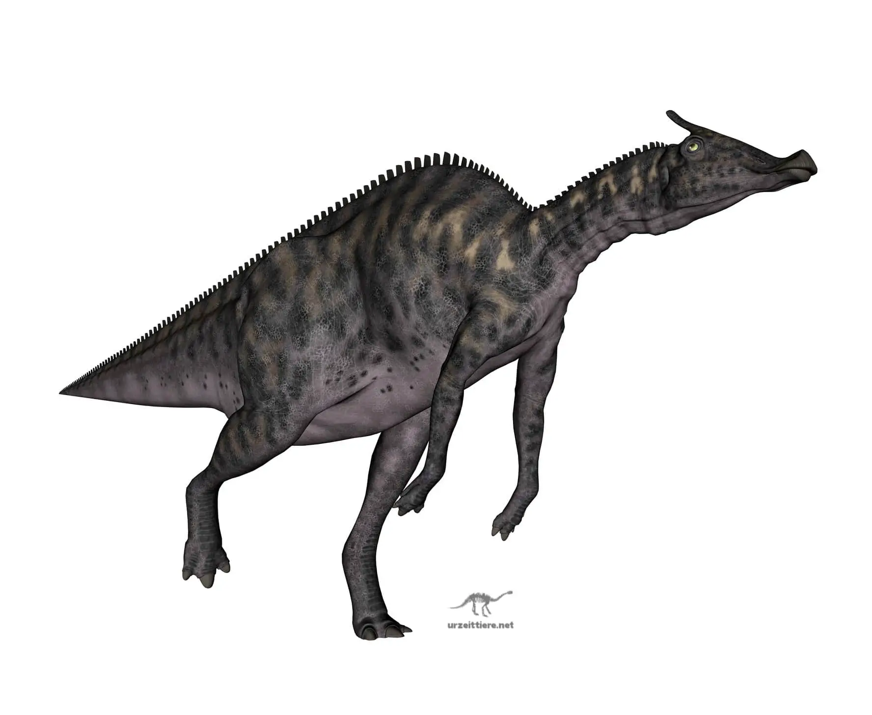 Dinosaurier Saurolophus