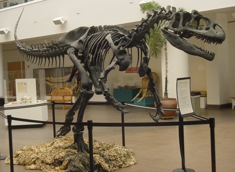 Allosaurus-Skelett