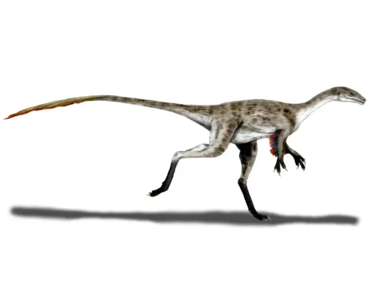 Coelurus fragilis