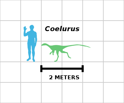 Coelurus_Grössenvergleich