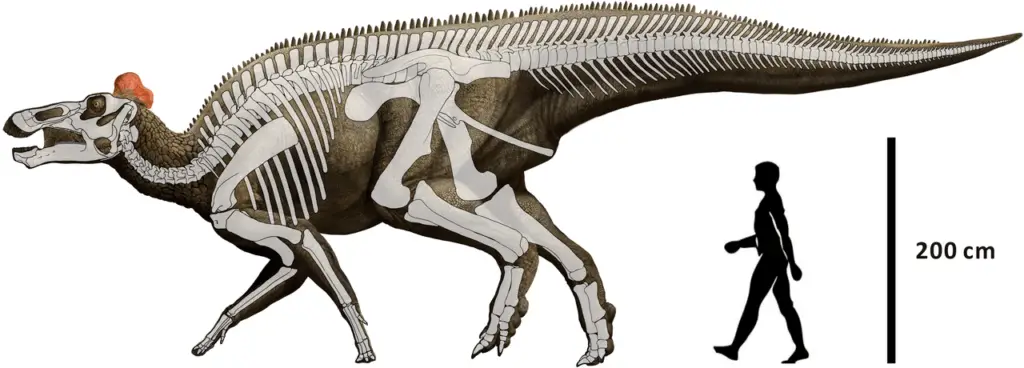 Edmontosaurus Größenvergleich
