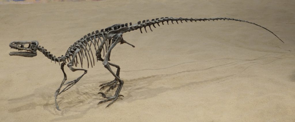 Ornitholestes Skelett