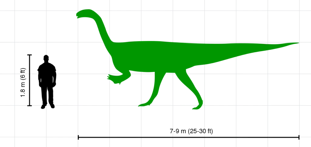 Plateosaurus Groessenvergleich zum Menschen