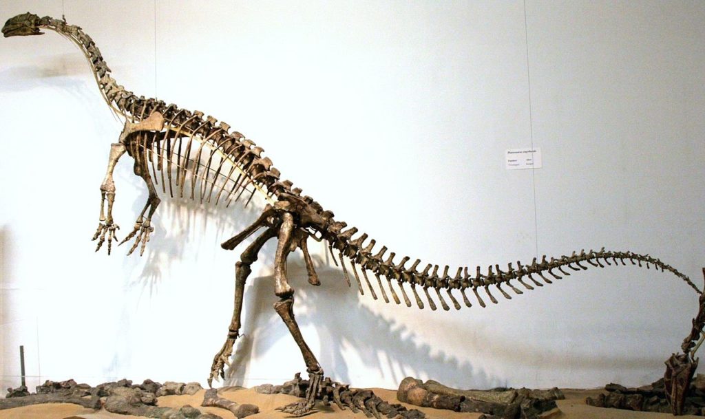 Plateosaurus Skelett
