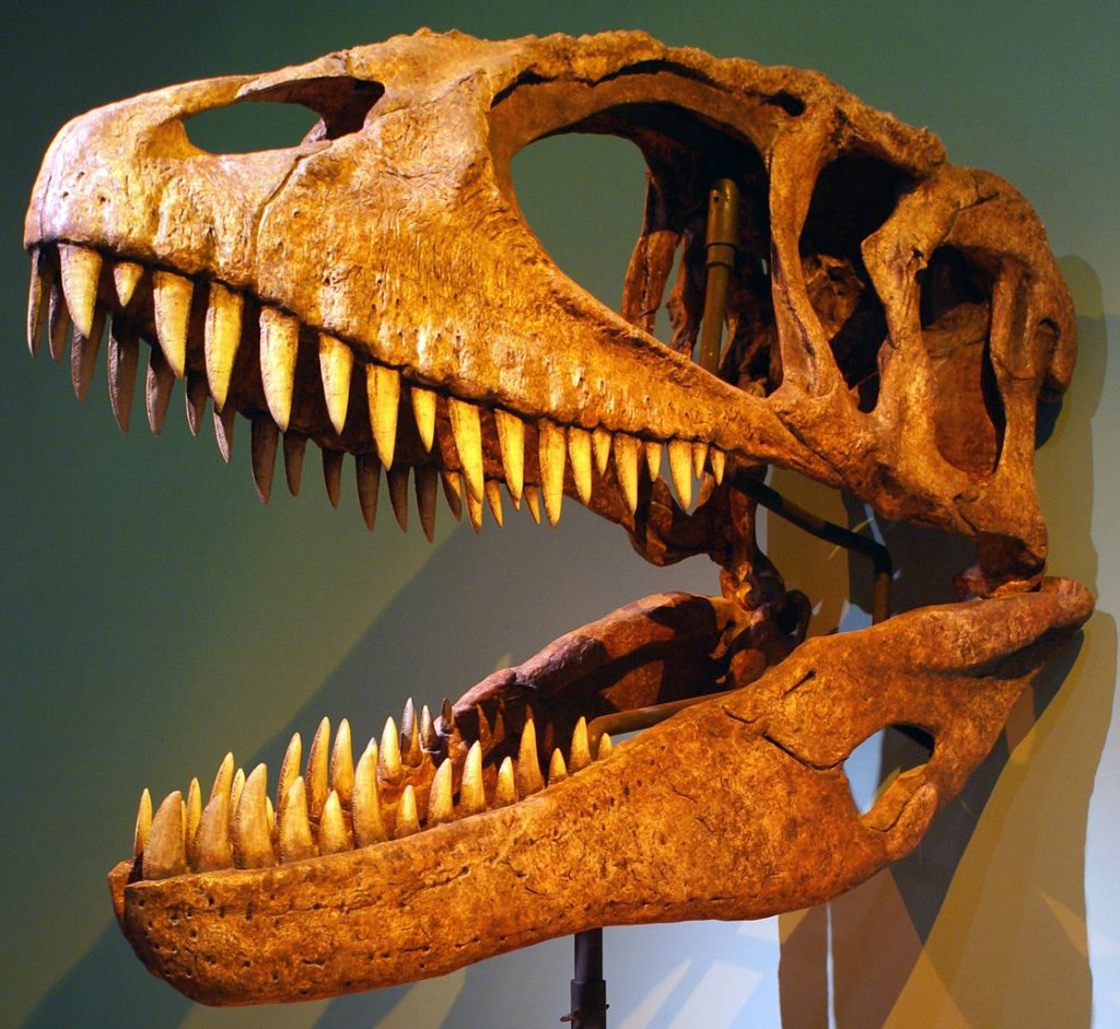 Carcharodontosaurus Schädel