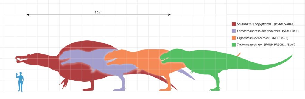 Carchodontosaurus Größe