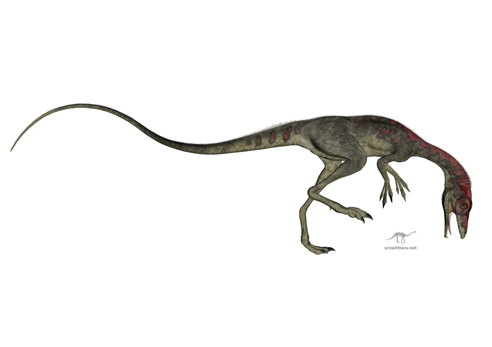 Dinosaurier Compsognathus longipedes