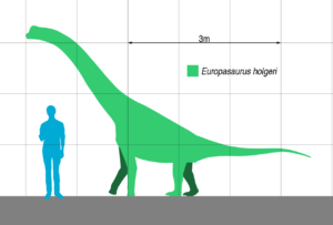 Europasaurus Größe