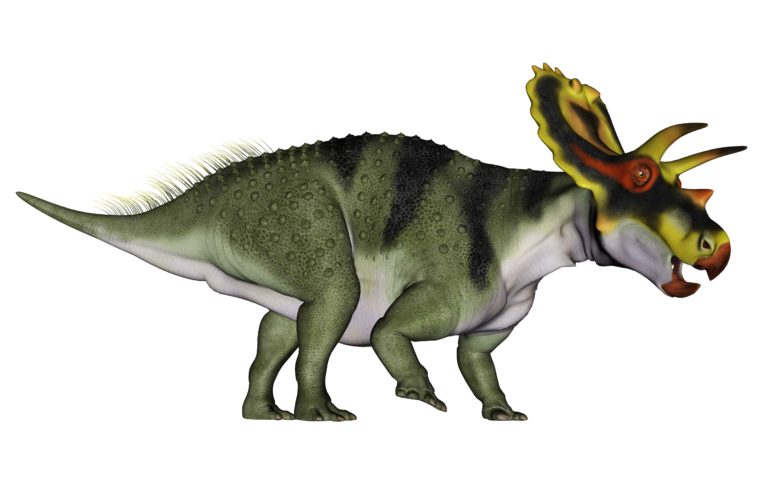 Anchiceratops