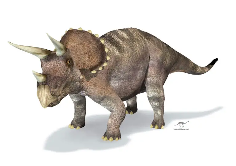 Triceratops