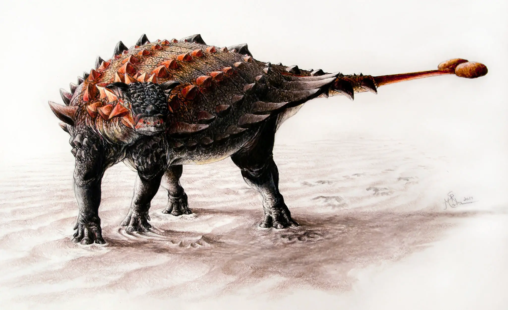 Dinosaurier Ziapelta sanjuanensis