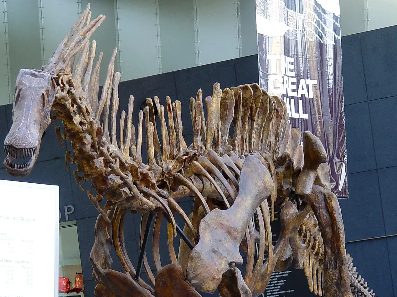 Amargasaurus Skelett