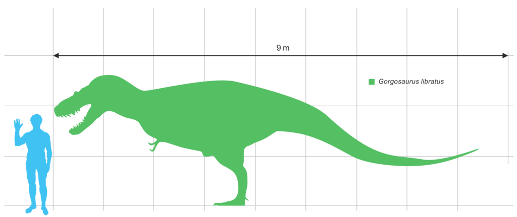 Gorgosaurus Groessenvergleich