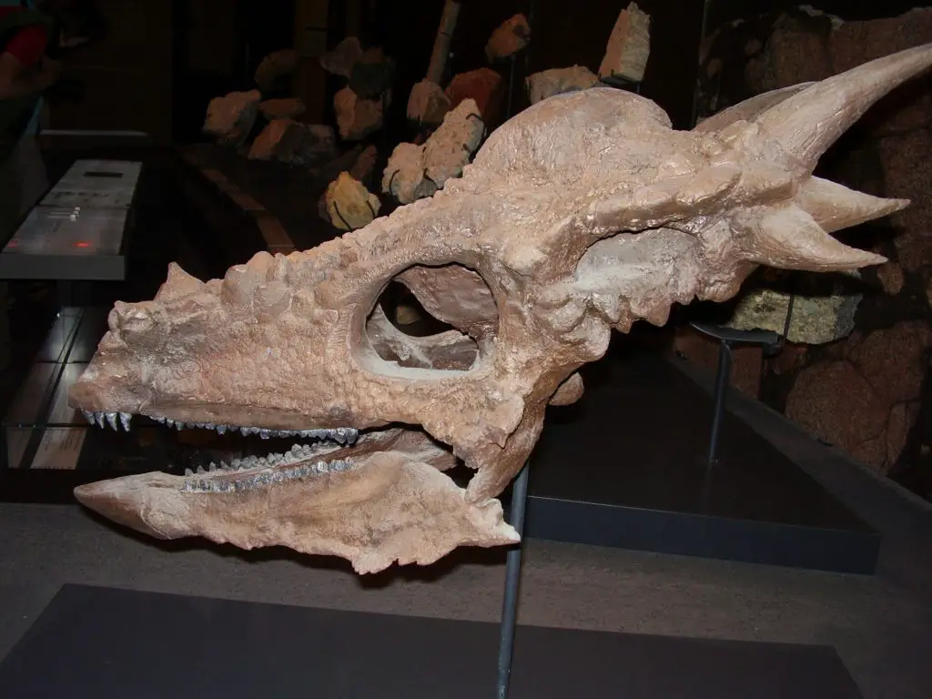 Schädel von Stygimoloch