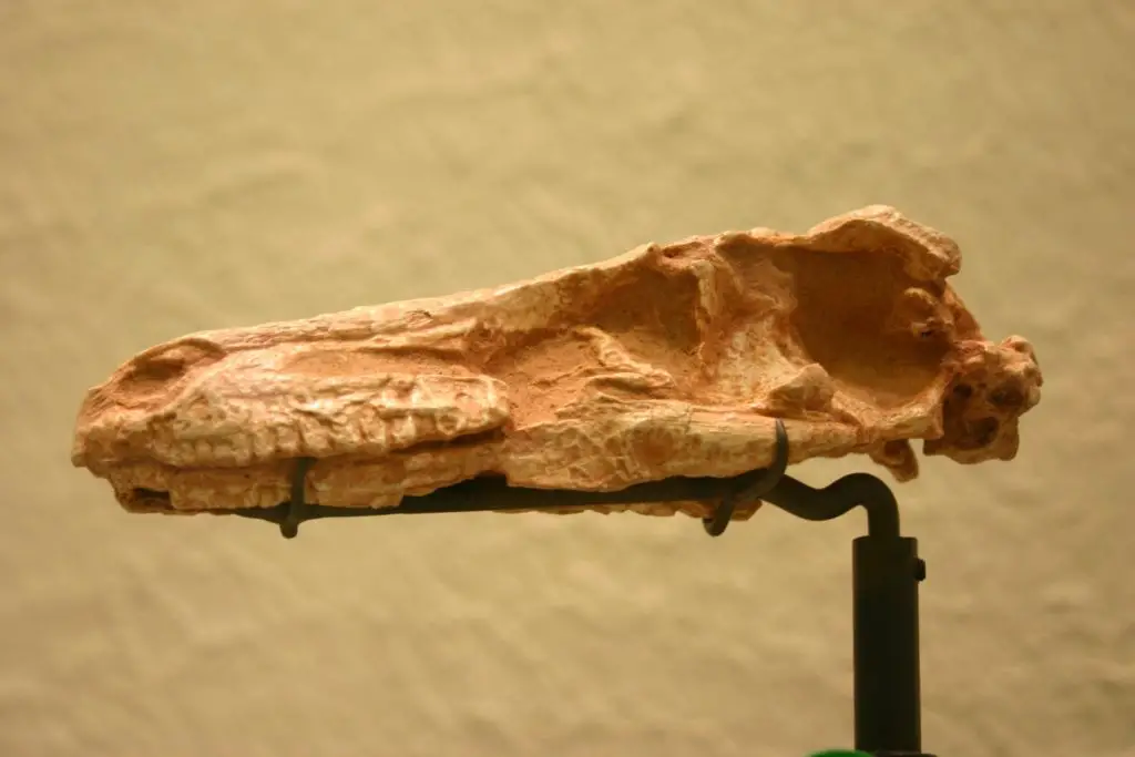 Schädel von Saurornithoides Mongoliensis