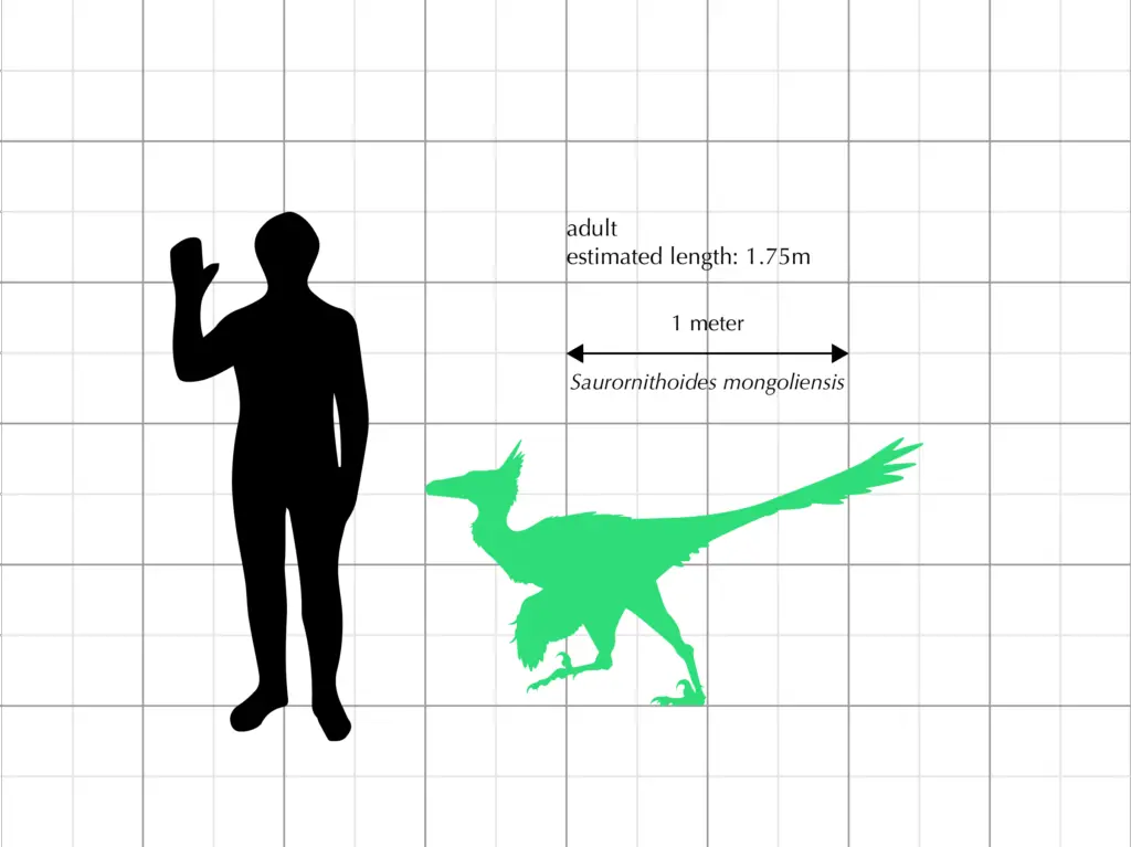 Saurornithoides mongoliensis Größenvergleich