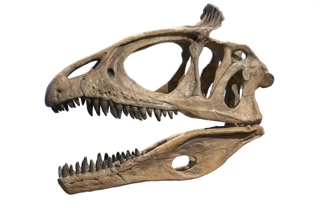 Cryolophosaurus ellioti Schädel