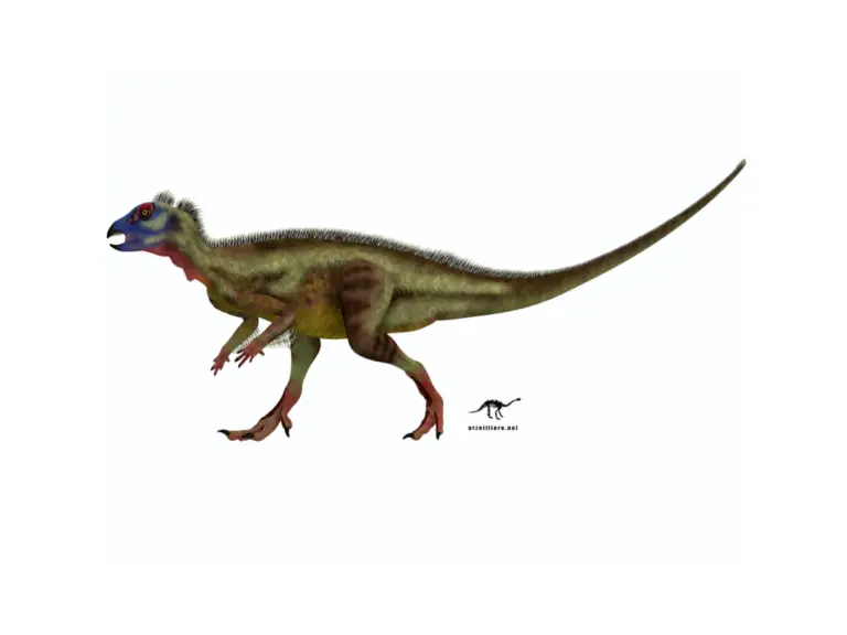 Hypsilophodon on White