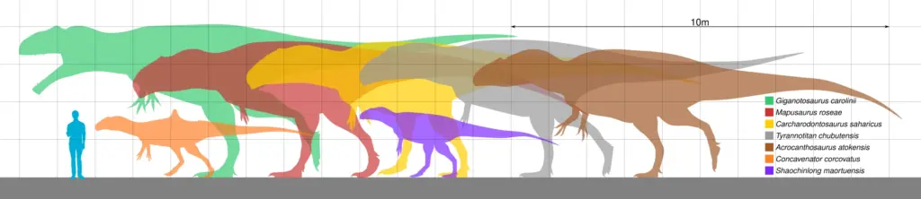 Größenvergleich Carcharodontosauria