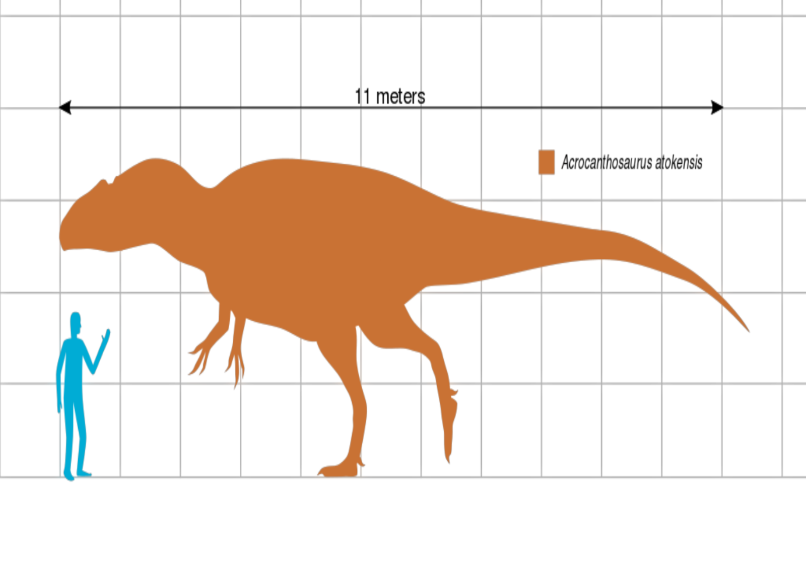 Acrocanthosaurus Größe