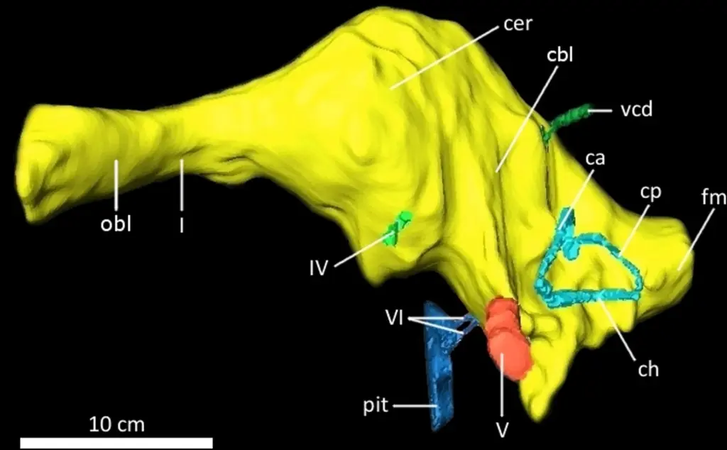Endokast des Schädels von Acrocanthosaurus atokensis (NCSM 14345)