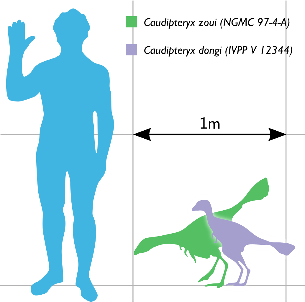 Caudipteryx Größenvergleich