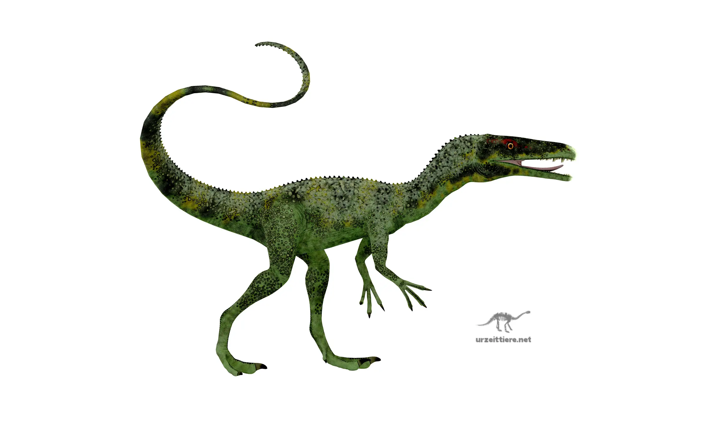 Juravenator starki | Dinosaurier aus Deutschland