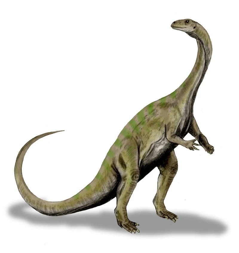 Massospondylus, zweibeinig