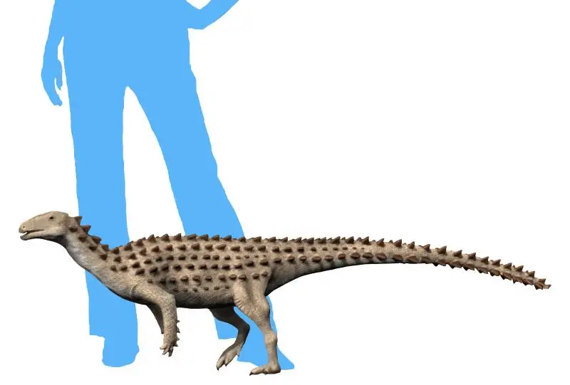 Scutellosaurus lawleri Größenvergleich