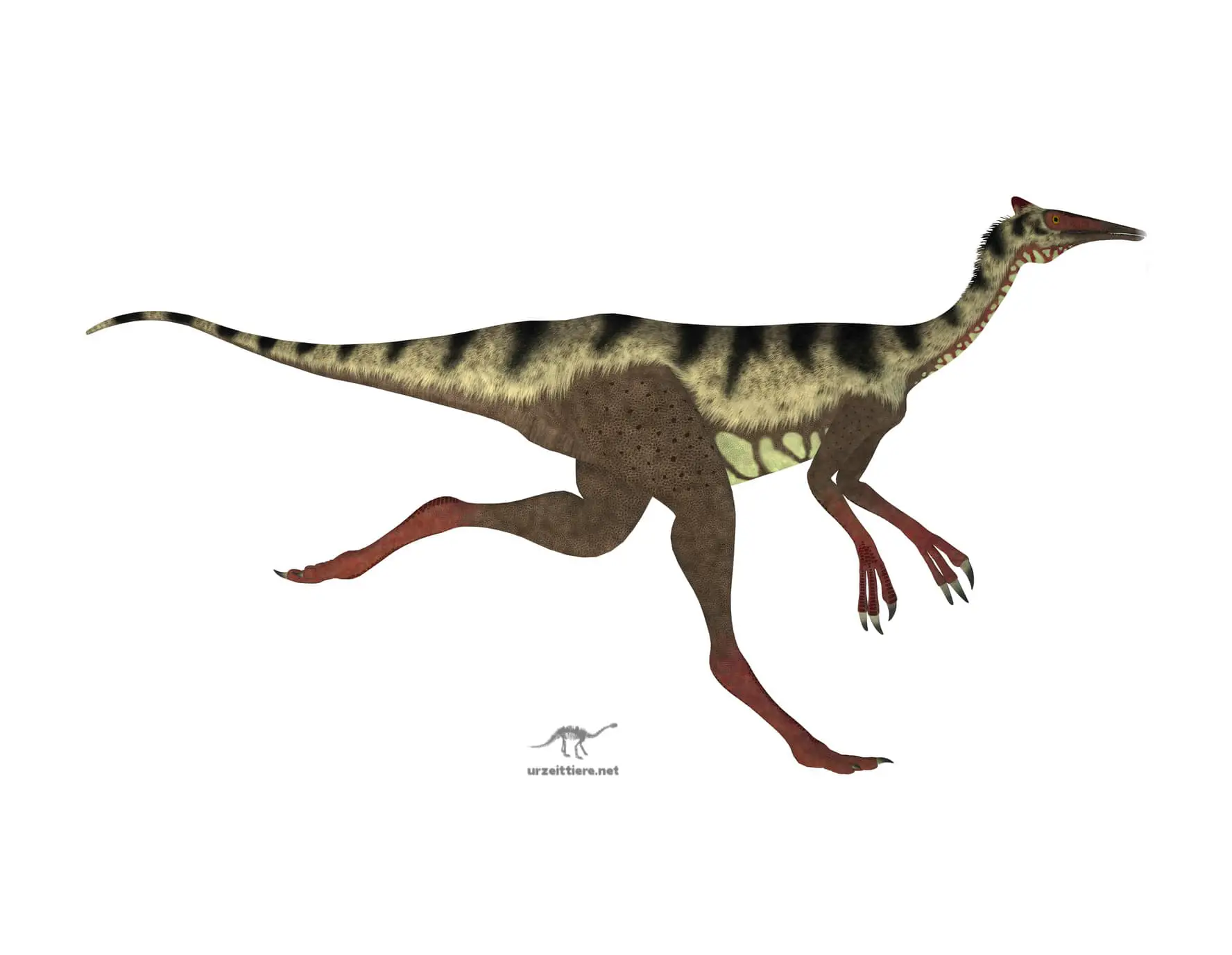 Dinosaurier Pelecanimimus polydon
