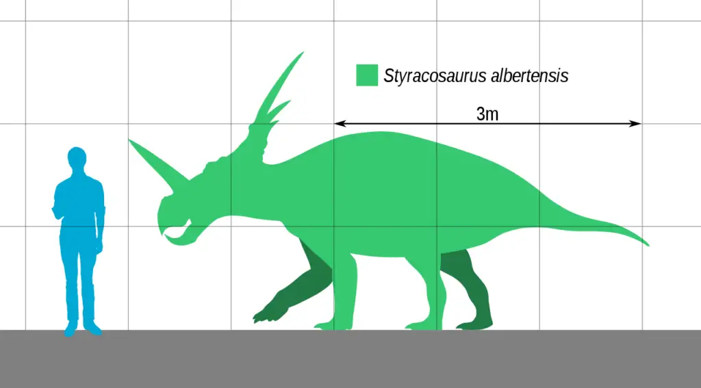 Größenvergleich Dinasaurier Styracosaurus albertensis - Mensch