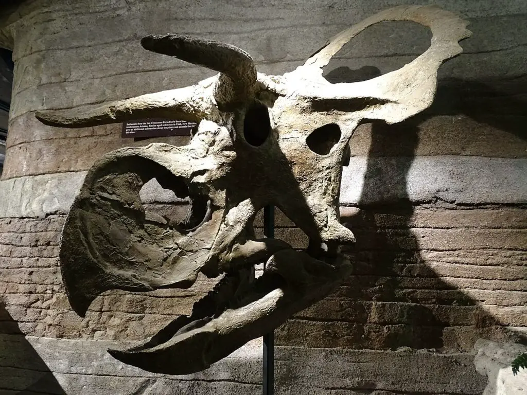 Nasutoceratops titusi - Schädel