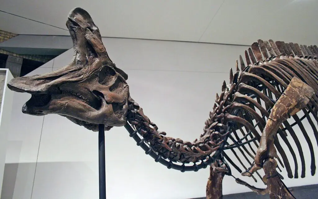 Skelett von Lambeosaurus_lambei