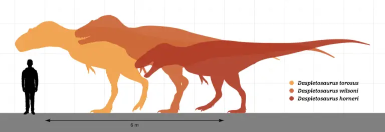 Daspletosaurus -Größenvergleich zum Menschen