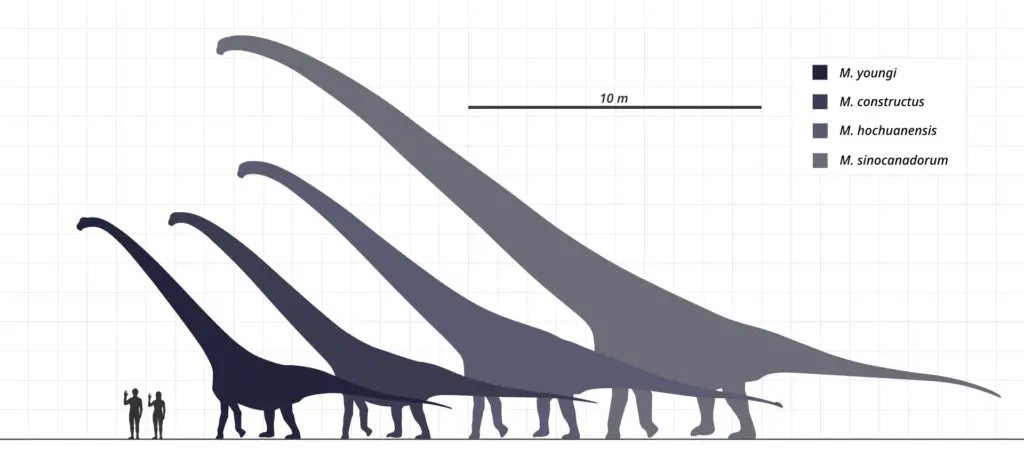 Mamenchisaurus Im Größenvergleich zum Menschen