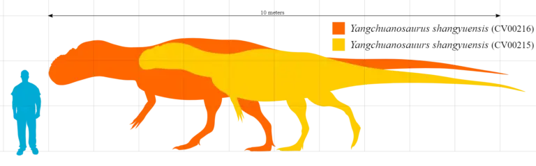 Yangchuanosaurus Größenvergleich zum Menschen