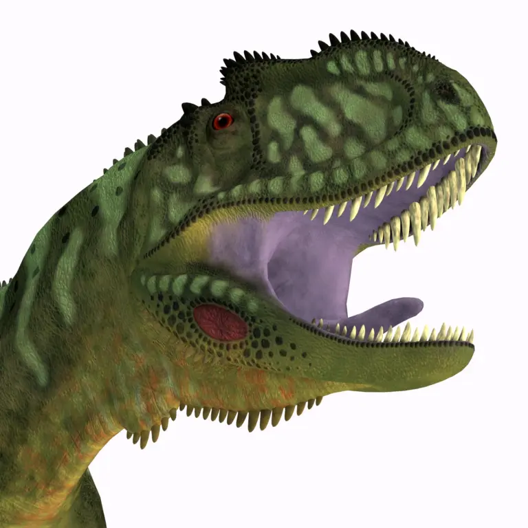 Yangchuanosaurus Kopf