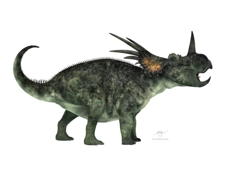 Styracosaurus albertensis