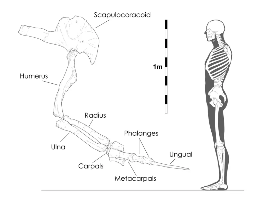 Therizinosaurus - Größenvergleich Unterarm mit Krallen zum Menschen