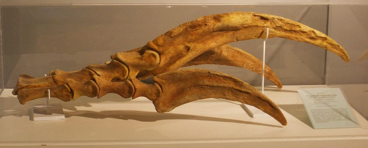 Therizinosaurus Riesenkralle