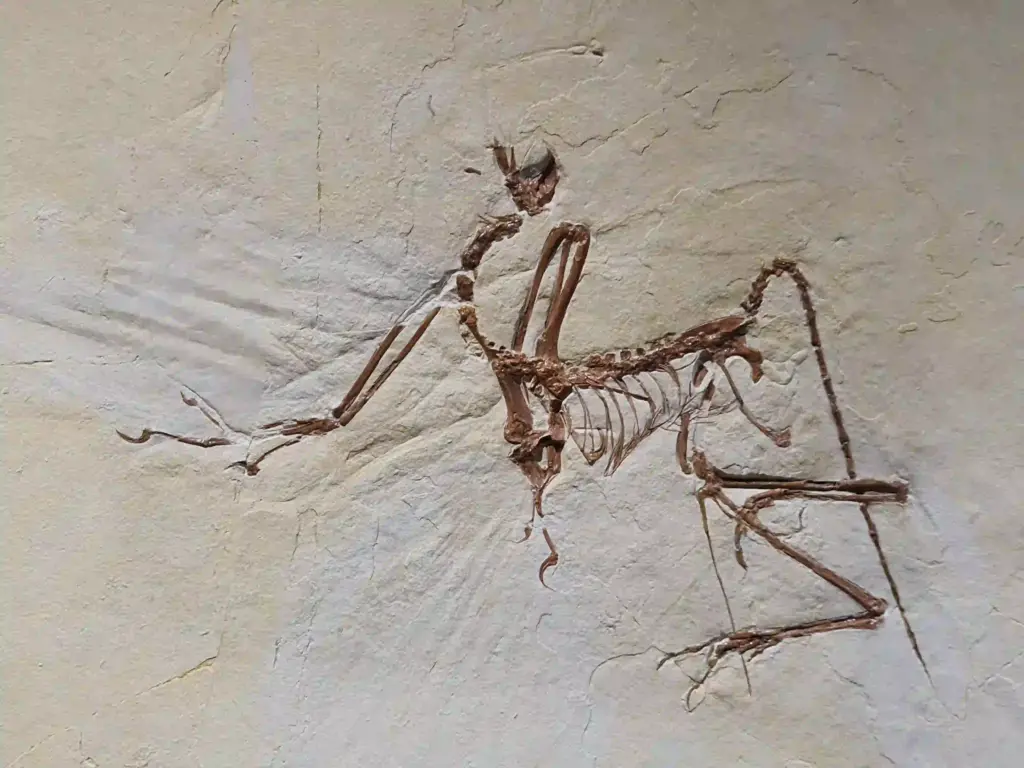 Archaeopteryx