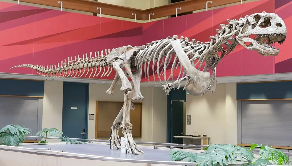 Skelett von Majungasaurus crenatissimus