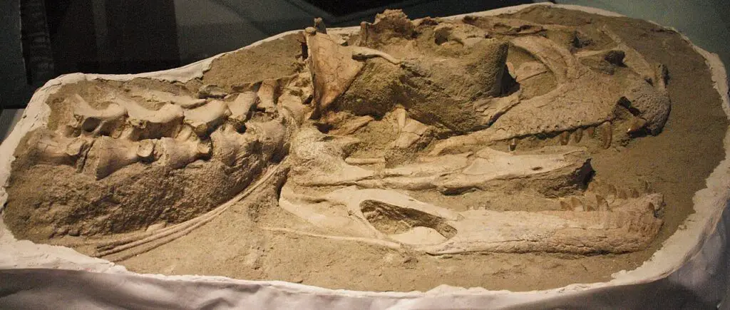 Majungasaurus crenatissimus Fossiler Schädel und Hals